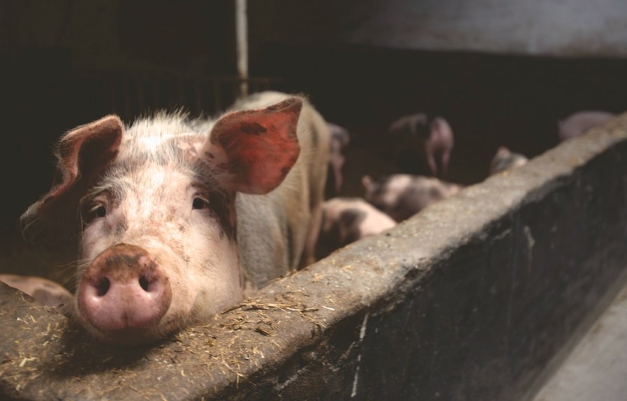 Animal Farming: Planet’s Doom, Humanity’s Shame