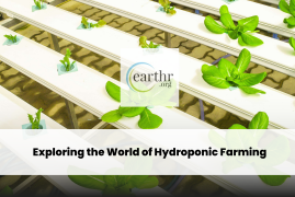 Growing Without Soil: Exploring the World of Hydroponic Farming