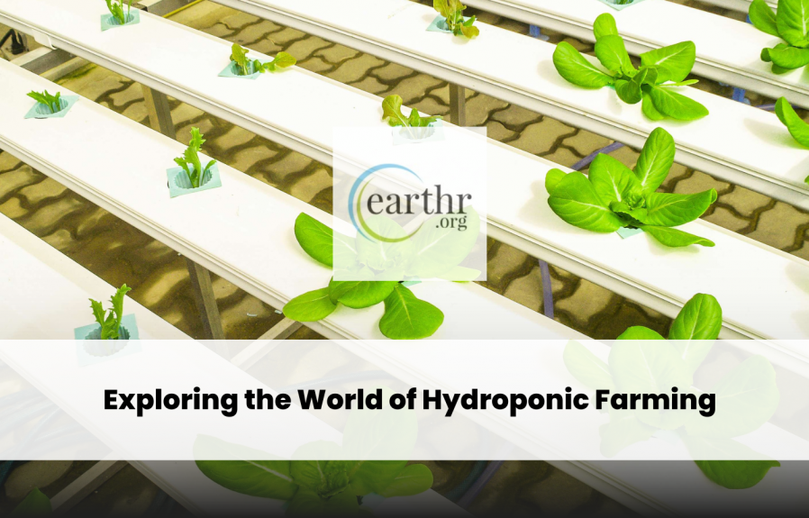 Growing Without Soil: Exploring the World of Hydroponic Farming
